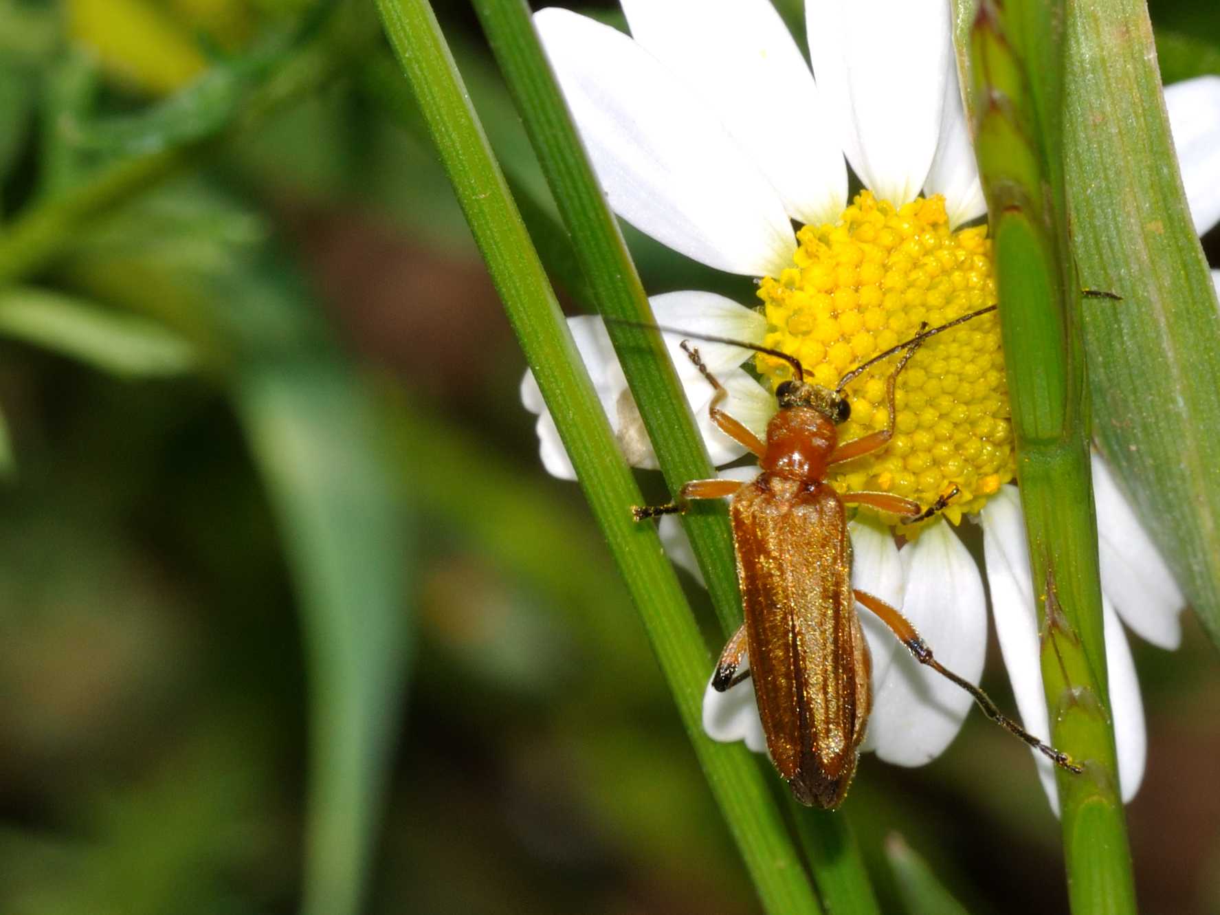 Oedemera podagrariae